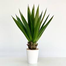 Agave - Agave sisal